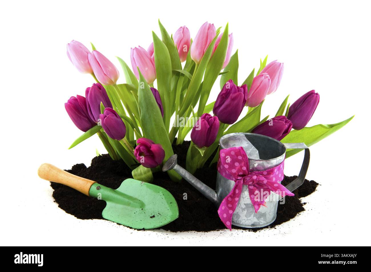 Tulpen und Vogelhaus im Frühlingsgarten Stockfoto