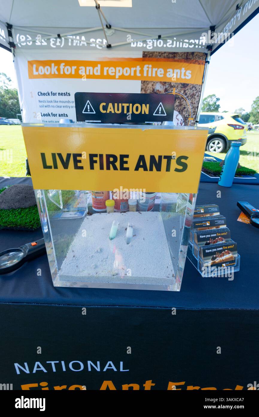 Feuerameisen werden auf der Emergency Service Expo in Woodford, 2025, Queensland, Australien, ausgestellt Stockfoto