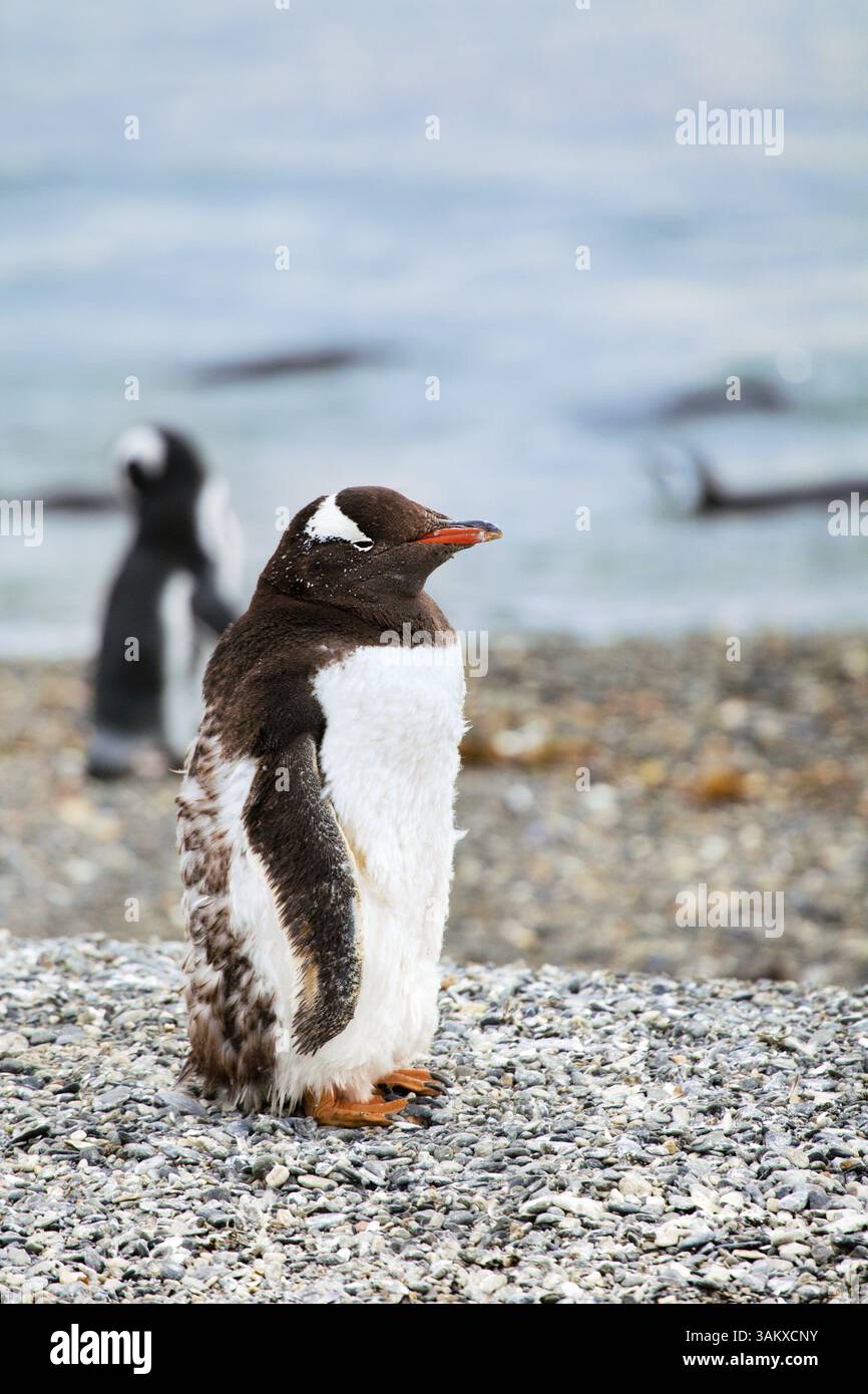 Pinguin am Wasser in Patagonien in Argentinien Stockfoto