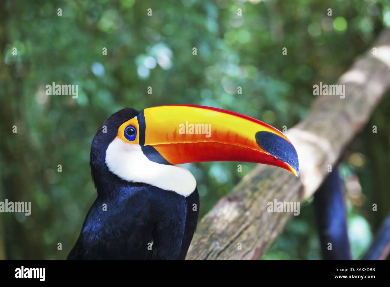 Großer Vogel mit hellem Gefieder und einem riesigen gelben Schnabel. Toco Toucan im Reservat exotischer tropischer Vögel Stockfoto
