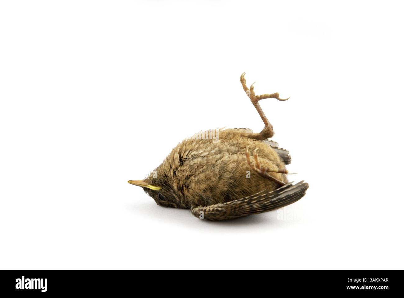 Baby-Spatzen als Opfer der Katze Stockfoto