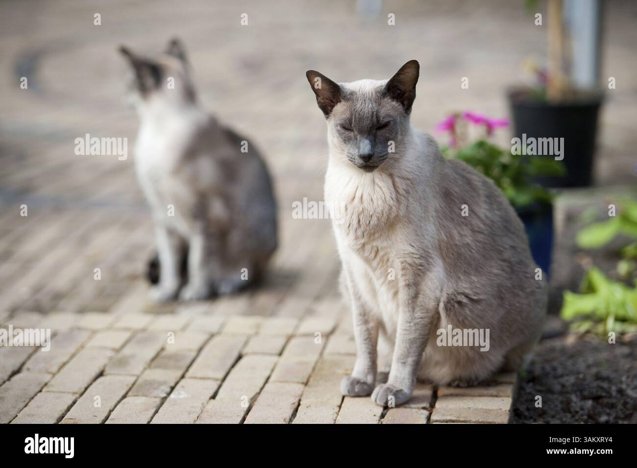 Siam Katzen im Garten im Freien zu sitzen Stockfoto