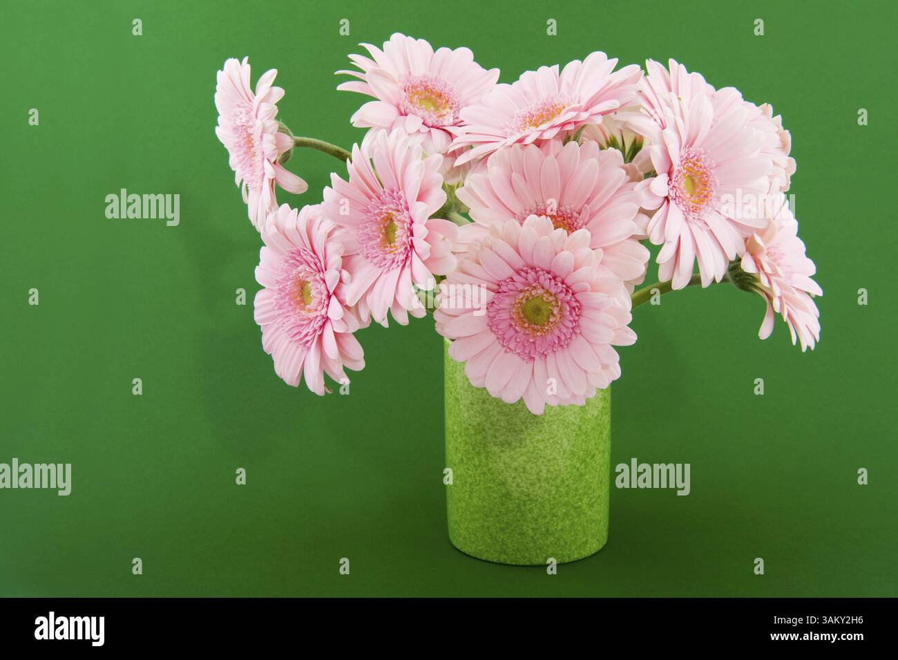 Blumenstrauß rosa Gerber in der Vase auf grünem Hintergrund Stockfoto