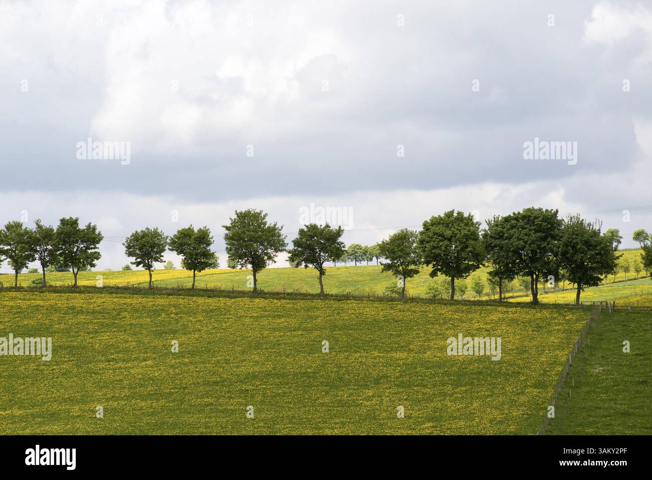 Landschaft mit Bäumen in einer Reihe am Horizont Stockfoto