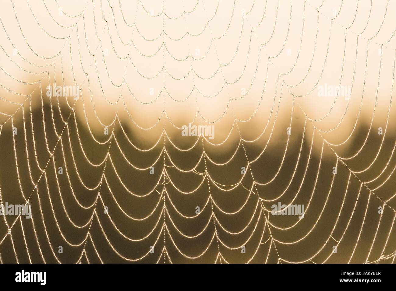 Das Licht des frühen Morgengrundes wirft einen goldenen Farbton auf ein zartes Spinnennetz in Göteborg. Die komplizierten Muster glitzern vor Tau und zeigen die Kunstfertigkeit der Natur i Stockfoto