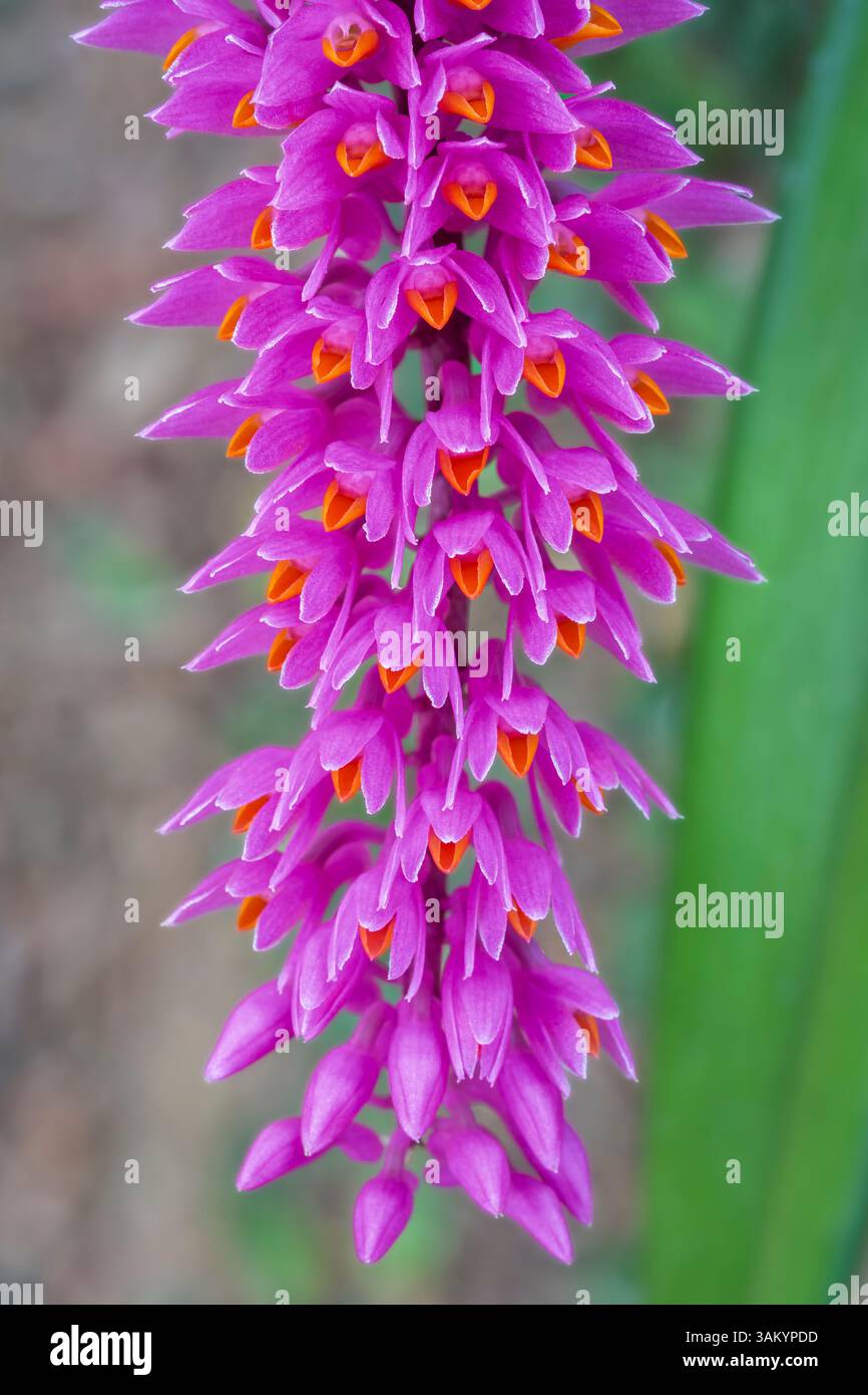 Makroaufnahme von rosafarbenen und orangen Blüten epiphytischer tropischer Orchideenarten dendrobium secundum aka Zahnbürstenorchidee, die im Freien blüht Stockfoto