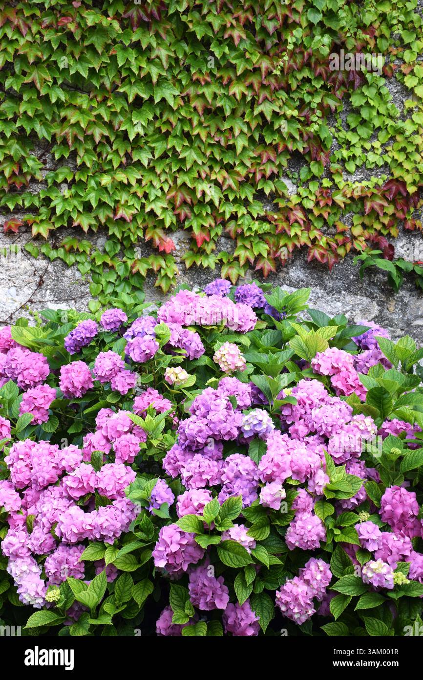 Hortensie oder Hortensia blhen und Efeu Pflanze Stockfotografie - Alamy
