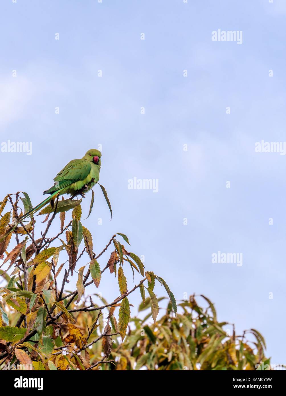 Der Rosensittich, auch bekannt als Ringsittich (Psittacula krameri), ist ein lebendiger grüner Vogel, der in Afrika und dem indischen Subkontinent beheimatet ist. Bekannt für seinen unverwechselbaren roten Ring um den Hals, blüht es in städtischen Umgebungen und Wäldern. Mit einer Lebensdauer von bis zu 30 Jahren sind diese Vögel bekannt für ihre lauten rufe und ihre soziale Natur. Außerdem sind sie aufgrund ihres spielerischen Verhaltens und ihrer Intelligenz beliebte Haustiere. Stockfoto