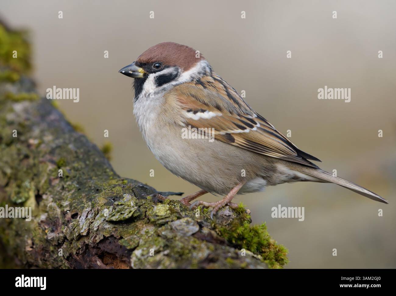 Strenger eurasischer Baumarsch (Passer montanus), der an warmen Wintertagen auf dicken Flechtenzweigen thront Stockfoto