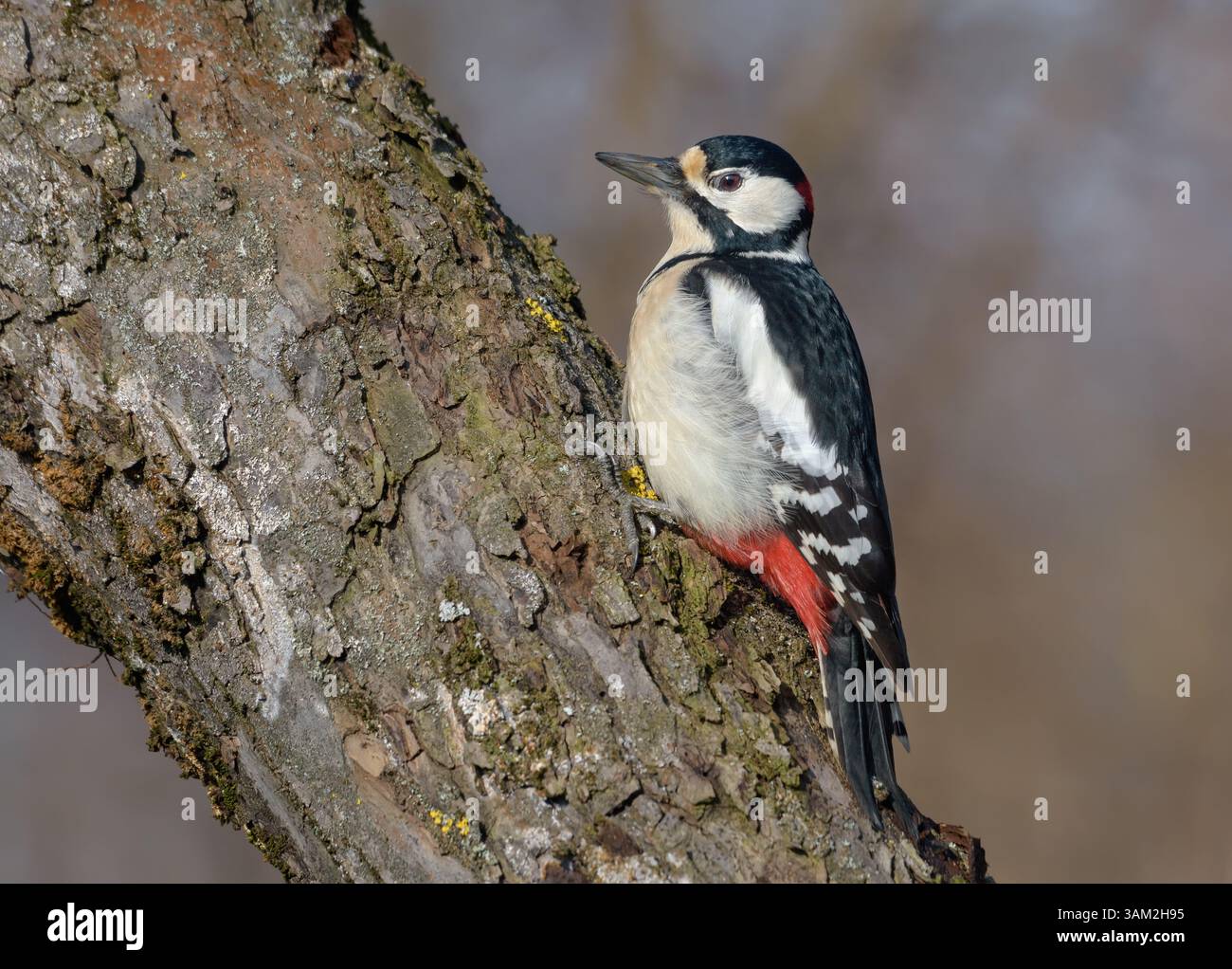 Glänzender männlicher Großspecht (Dendrocopos Major) krabbelt auf einem alten geraden Stamm Stockfoto