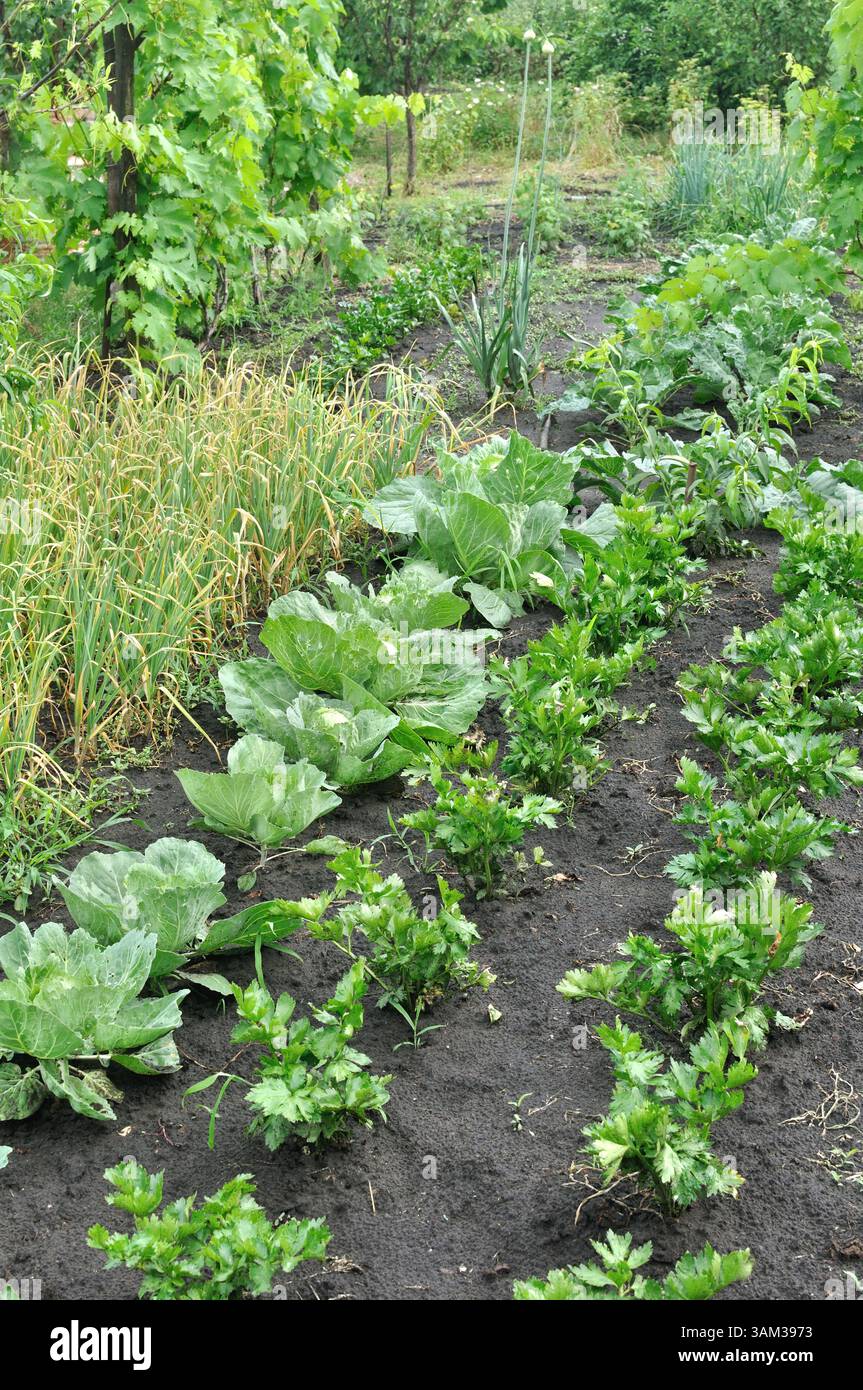 Biologisch angebaute verschiedene Gemüsesorten im Gemüsegarten, Sommer, vertikale Komposition Stockfoto