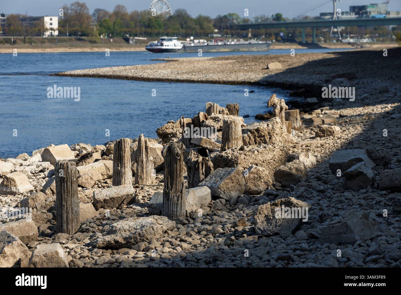 Holzpfähle am Rheinufer im Landkreis Deutz bei Niedrigwasser sichtbar, Köln, Deutschland. Es ist nicht genau bekannt, was diese Stapel sind Stockfoto
