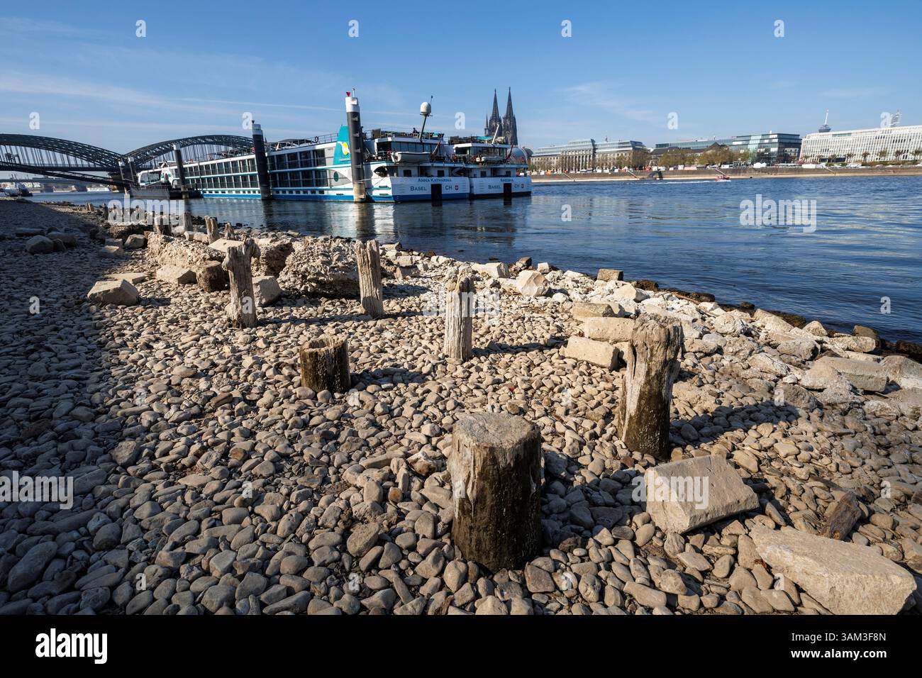 Holzpfähle am Rheinufer im Landkreis Deutz bei Niedrigwasser sichtbar, Köln, Deutschland. Es ist nicht genau bekannt, was diese Stapel sind Stockfoto
