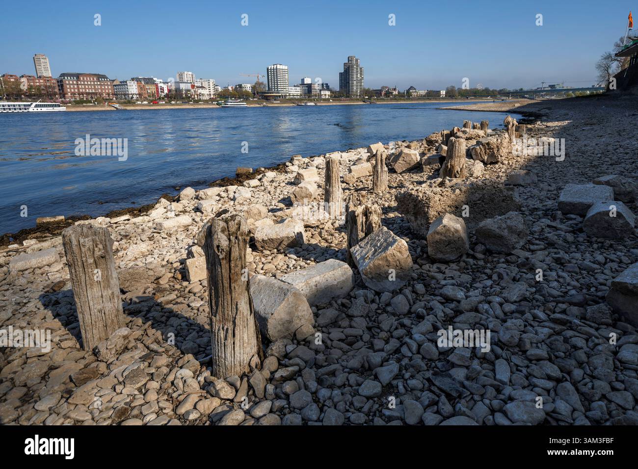 Holzpfähle am Rheinufer im Landkreis Deutz bei Niedrigwasser sichtbar, Köln, Deutschland. Es ist nicht genau bekannt, was diese Stapel sind Stockfoto