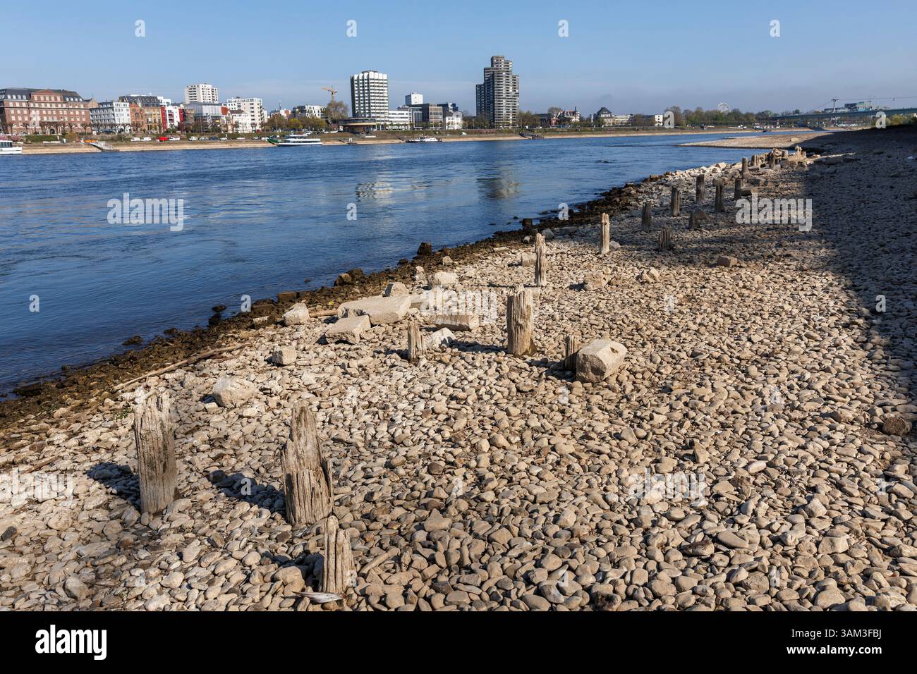 Holzpfähle am Rheinufer im Landkreis Deutz bei Niedrigwasser sichtbar, Köln, Deutschland. Es ist nicht genau bekannt, was diese Stapel sind Stockfoto