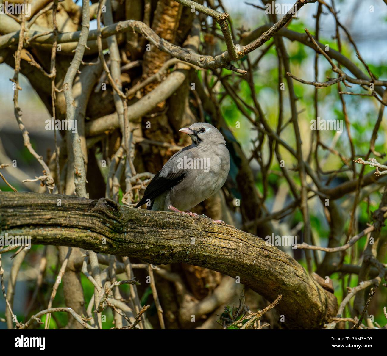Der Rotschnabelstern (Spodiopsar sericeus) ist eine Art von Sternchen aus der Familie Sturnidae. Stockfoto