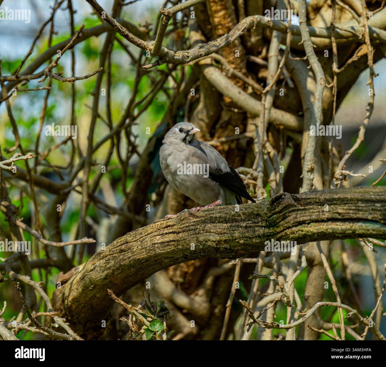 Der Rotschnabelstern (Spodiopsar sericeus) ist eine Art von Sternchen aus der Familie Sturnidae. Stockfoto