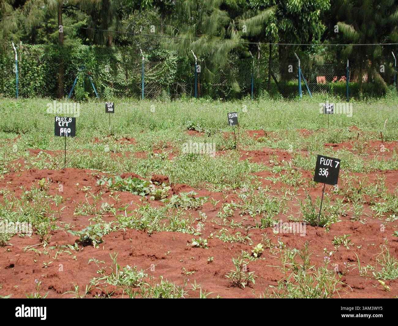 7. Januar 2003 - USA - KRT WORLD NEWS STORY SLUGGED: AFRICA-MODIFIEDFOODS KRT FOTO VON SUDARSAN RAGHAVAN/KRT (7. Januar) Bio-technische Süßkartoffeln werden am kenianischen Landwirtschaftsforschungsinstitut in Nairobi angebaut. Das Grundstück ist von einem Drahtzaun umgeben und Tag und Nacht bewacht. (lde) 2003 (Kreditbild: © Sudarsan Raghavan/mct/ZUMAPRESS.com) Stockfoto