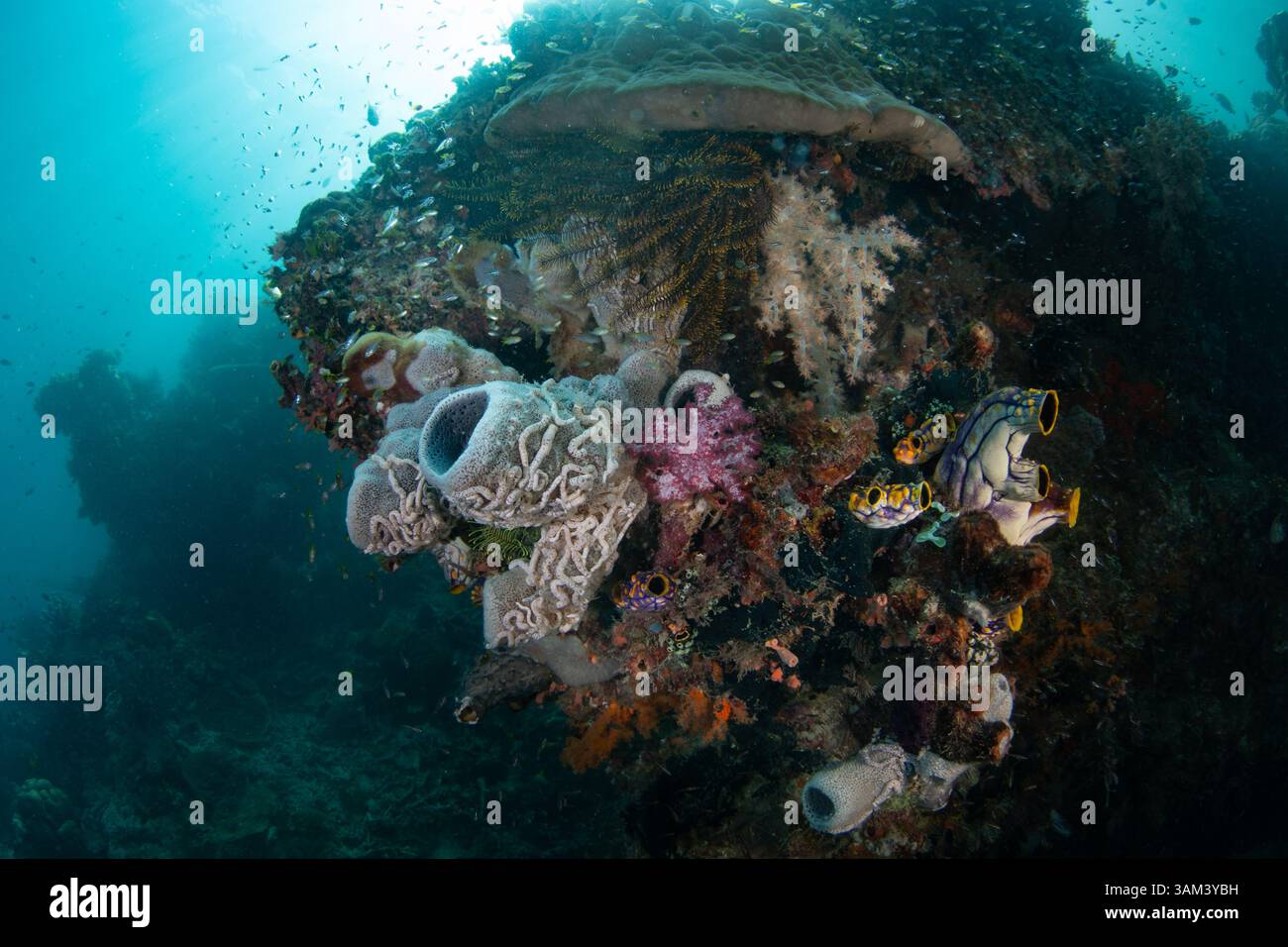Eine Vielzahl von Korallen, Schwämmen und Tuniken wetteifern an einem Riff in der Nähe von Misool, Indonesien, um den Platz. Diese Region weist eine hohe biologische Vielfalt der Meere auf. Stockfoto