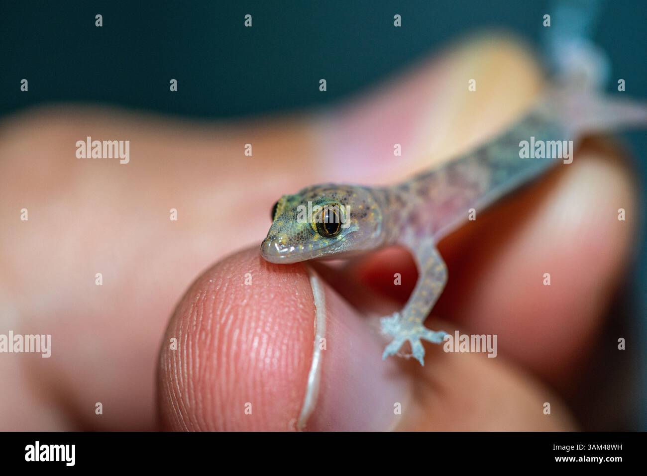 Eine detailreiche Nahaufnahme eines mediterranen Hausgeckos (Hemidactylus turcicus), der sanft in einer menschlichen Hand liegt und seine zarte Haut hervorhebt Stockfoto