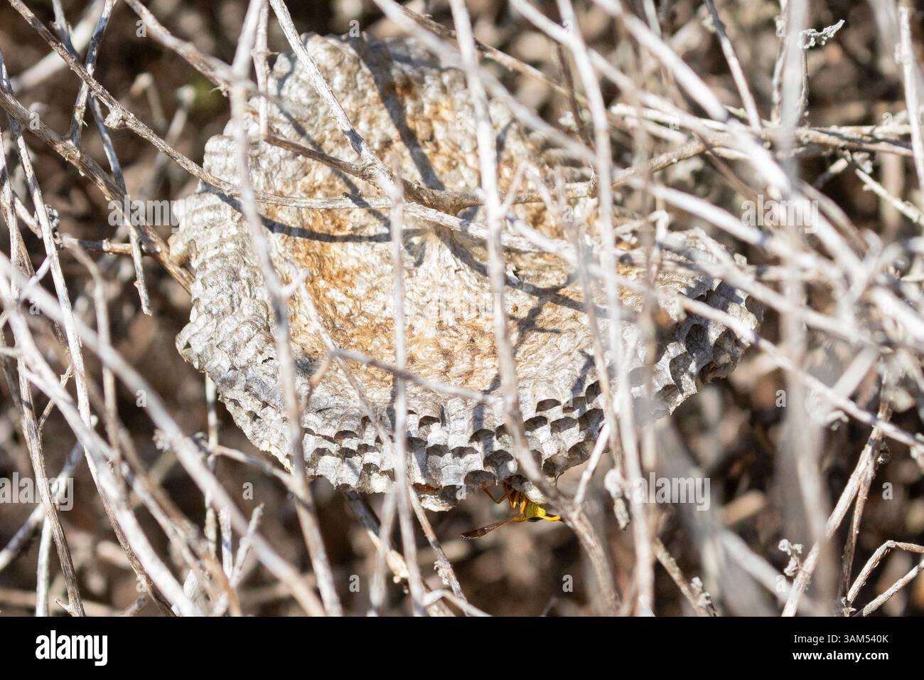 Invasive European Paper Wasp (Polistes dominula) in einem Nest, getarnt in trockenem Gestrüpp in der Nähe von Swellendam, Westkap, Südafrika Stockfoto