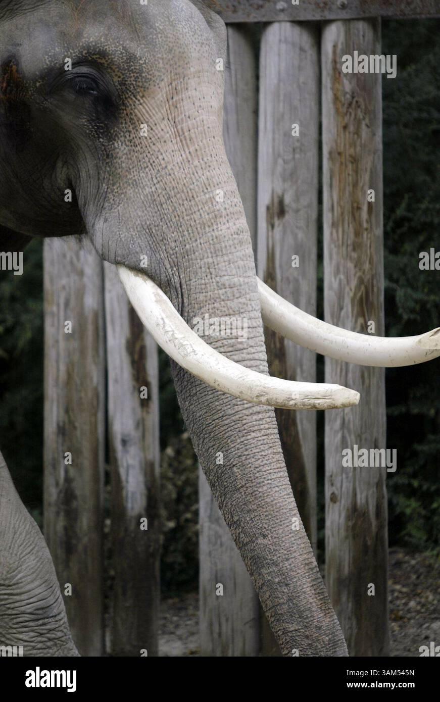 21. Okt. 2004 - USA - KRT US NEWS STORY SLUGGED: ENV-ELEFANTEN-ZOOS KRT FOTO VON JESSICA KOURKOUNIS/FORT WORTH STAR-TELEGRAMM (DALLAS OUT) (12. Dezember) Groucho ist derzeit der einzige männliche Elefant im Fort Worth Zoo in Texas. Robert Wiese, Direktor der Tiersammlungen im Fort Worth Zoo, verfasste kürzlich eine wissenschaftliche Arbeit, die viele Schlussfolgerungen anderer Wissenschaftler in Frage stellte, die das Wohlergehen von Elefanten in Gefangenschaft untersuchen. (nk) 2004 (Bild: © Jessica Kourkounis/mct/ZUMAPRESS.com) Stockfoto