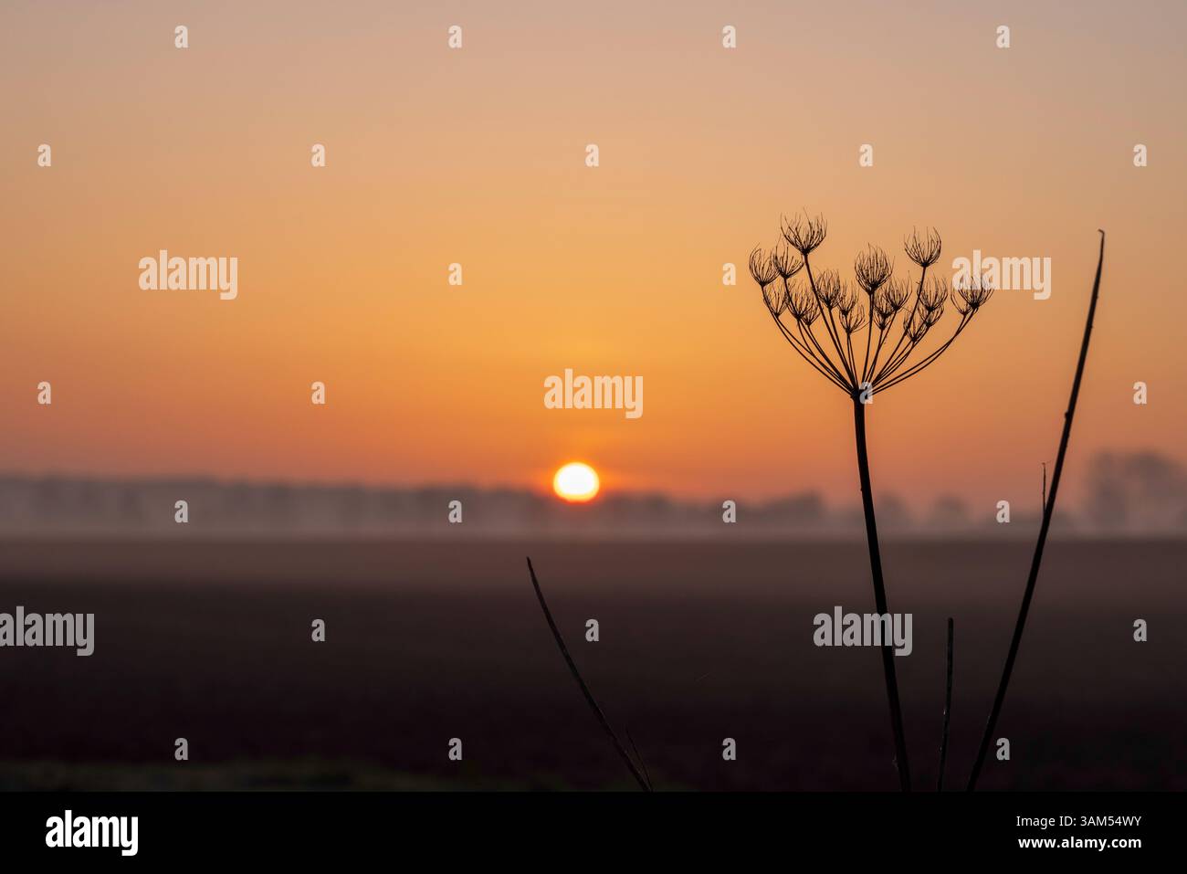 Norfolk Sonnenaufgang Orange Glow Morgenhimmel nebelige Bäume Silhouette Stockfoto