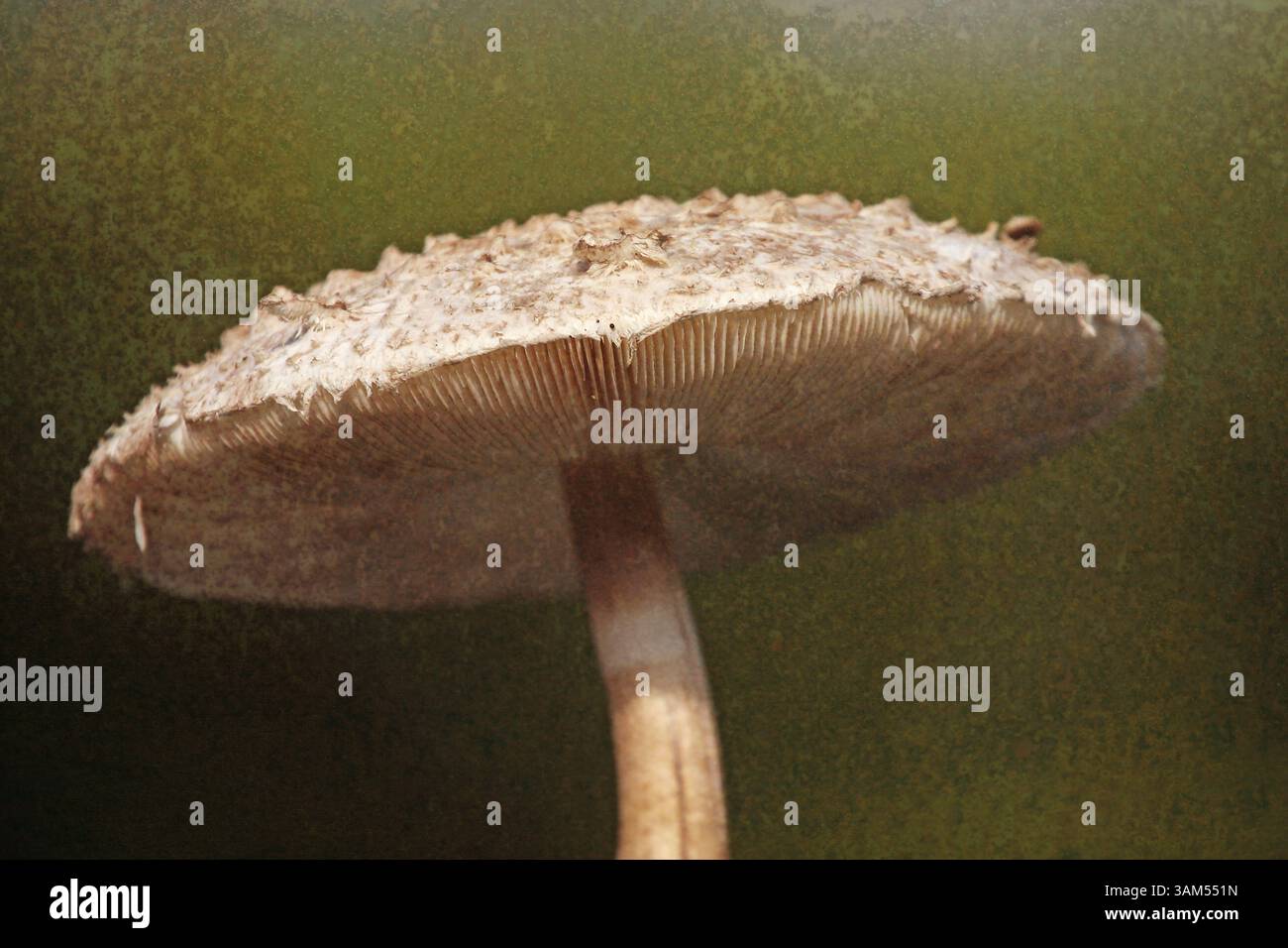 Pilzpilz sonnenbeleuchtet grün und beige künstlerisches Stillleben Stockfoto