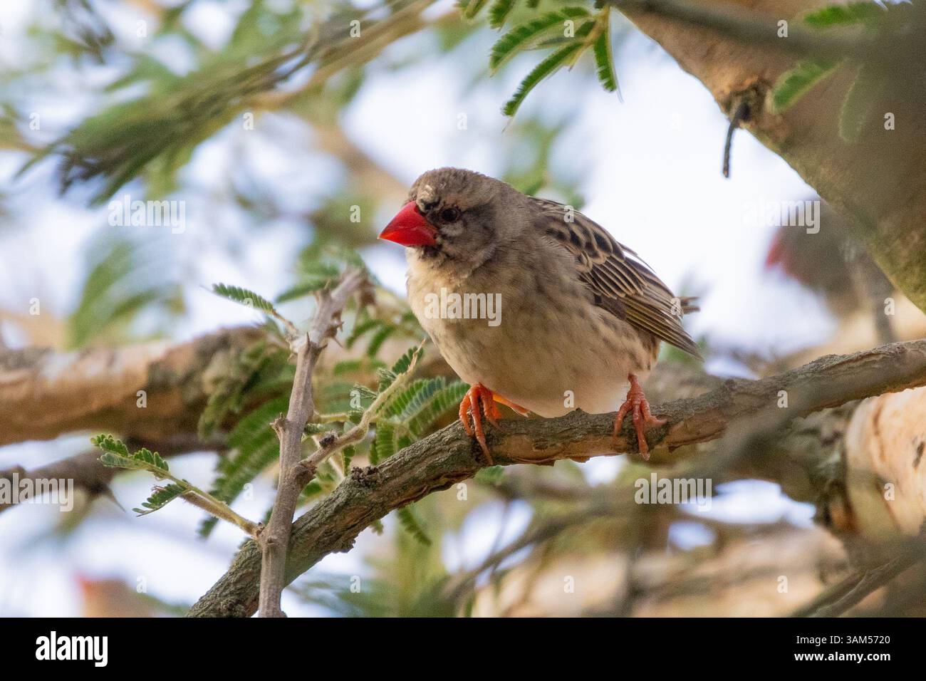 Nicht-züchtende Rotschnabel-Quelea (Quelea quelea) in der Akaziendornbaum Swellendam, Westkap, Südafrika. Gilt als landwirtschaftlicher Schädling Stockfoto