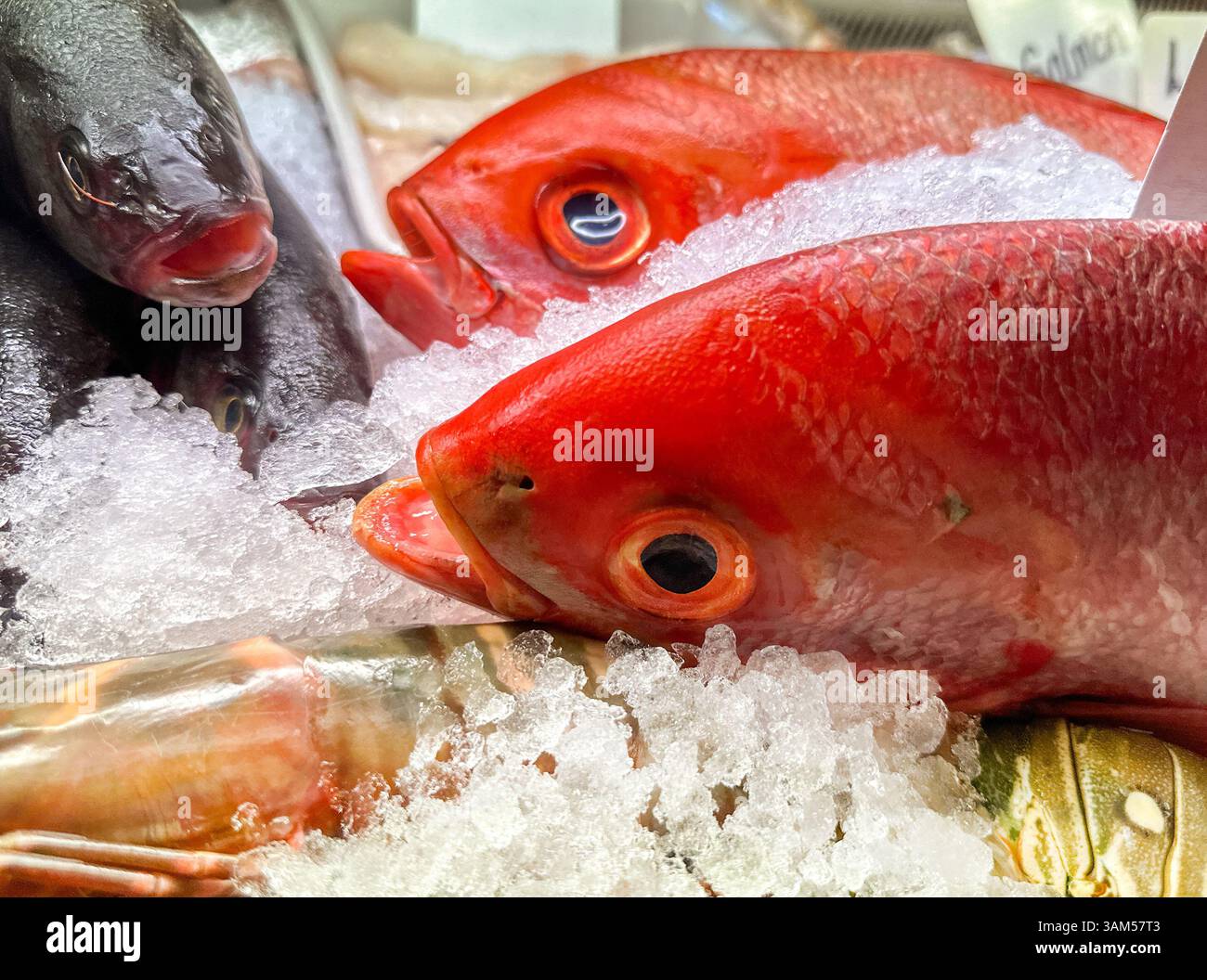 Frischer roter Schnappfisch auf Eis an einem Marktstand. Keine Personen. - Smartphone-aufgenommenes Stockfoto