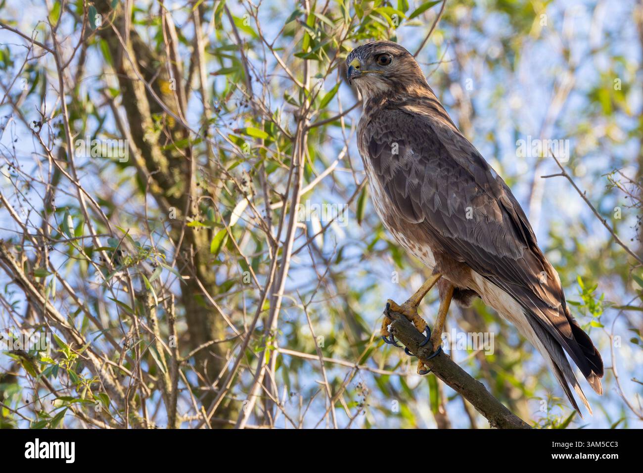 Steppenbussard oder gemeiner Bussard (Buteo buteo vulpinus) in einem Baum im Laubwald Swellendam, Westkap, Südafrika Stockfoto