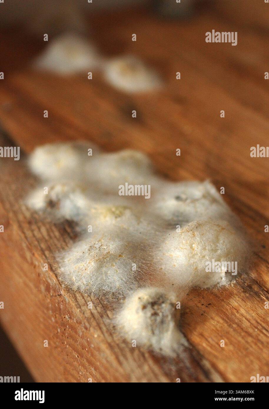 15. September 2005 - USA - KRT US NEWS STORY SCHLEPPTE: WEA-KATRINA KRT FOTO VON JOHN FITZHUGH/BILOXI SUN HERALD (15. September) GULFPORT, MS -- Schimmel wächst in einem Kabinett von Gabriel Holters Haus in Gulfport, Mississippi am Donnerstag, 15. September 2005, nach der Überschwemmung durch Hurrikan Katrina. Die EPA sagte, dass es ein potenzielles Gesundheitsrisiko von Schimmel gibt. (cic) 2005 (Bild: © John Fitzhugh/mct/ZUMAPRESS.com) Stockfoto