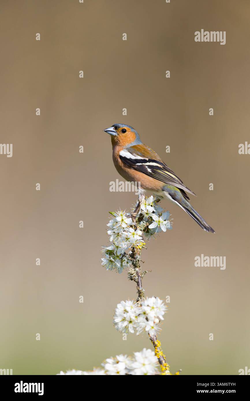 Fringilla coelebs, erwachsener Mann auf Blütenzweig, Suffolk, England, April Stockfoto