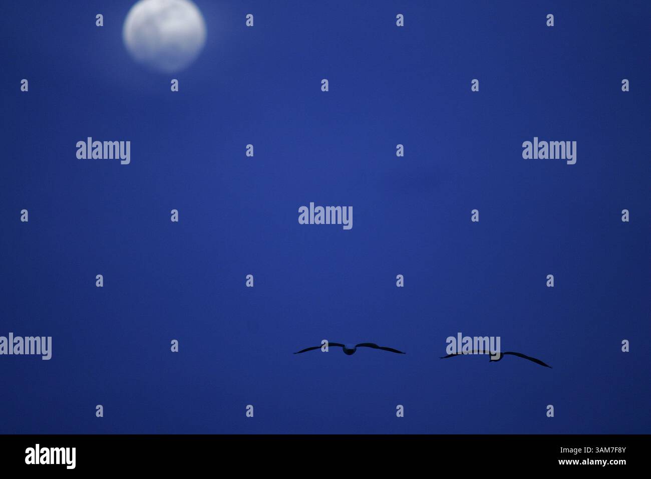 13. März 2006 – USA – Wandernde Schneegänse halten am Middle Creek Wildlife Management Area in Kleinfeltersville, Pennsylvania, 13. März 2006. Auf dem Weg zu ihrem jährlichen Frühjahrszug könnten Enten und Gänse ein unwillkommenes Gepäck mit sich führen, das sie in Asien abgeholt haben: Das hoch virulente Vogelgrippevirus H5N1. (Chuck Kennedy/KRT) (Bild: © Chuck Kennedy/mct/ZUMAPRESS.com) Stockfoto