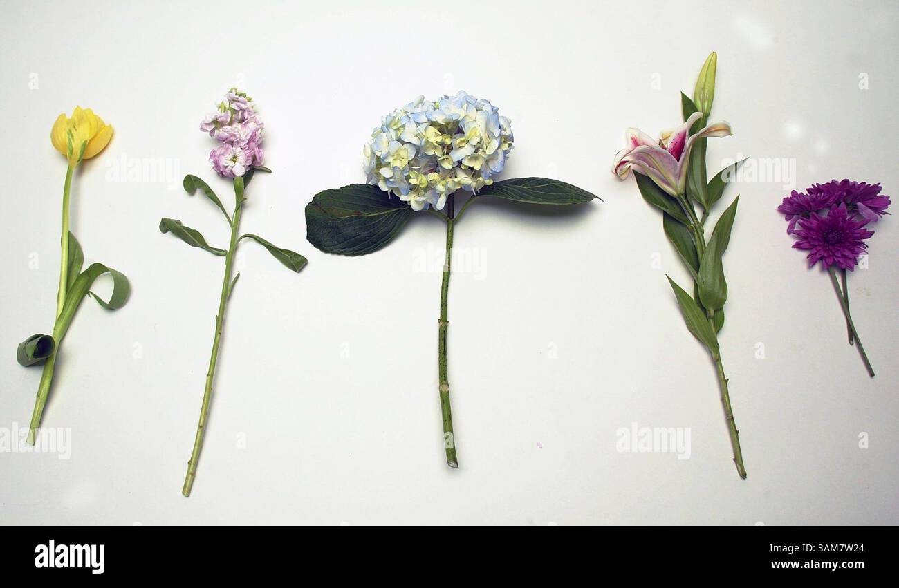 Mai 2006 - USA - Eine gelbe Tulpe, Ponchbrühe, blaue Hortensie, Sternenlilie und lila Pompon sind nur einige Blumen, um einen wunderschönen Muttertagsstrauß zu machen. (Odell Mitchell Jr./St. Louis Post-Dispatch/KRT) (Kreditbild: © Odell Mitchell Jr/mct/ZUMAPRESS.com) Stockfoto