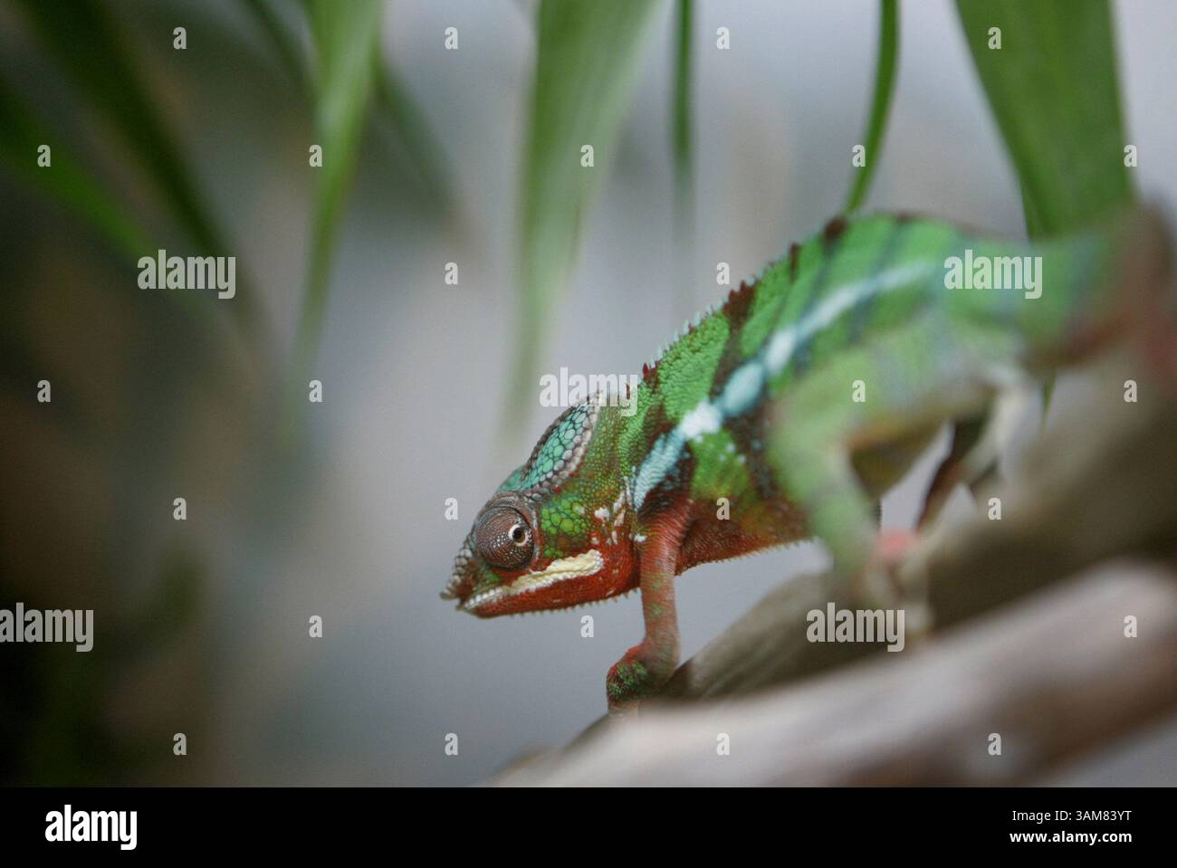 31. Mai 2006 – USA – ein ambilobe Panther Chamäleon umschaut seinen Lebensraum bei der Eidechsenausstellung des Shedd Aquariums am 9. Mai 2006 in Chicago, Illinois. (Joe M. Osorio/Chicago Tribune/KRT) (Kreditbild: © Joe M. Osorio/mct/ZUMAPRESS.com) Stockfoto