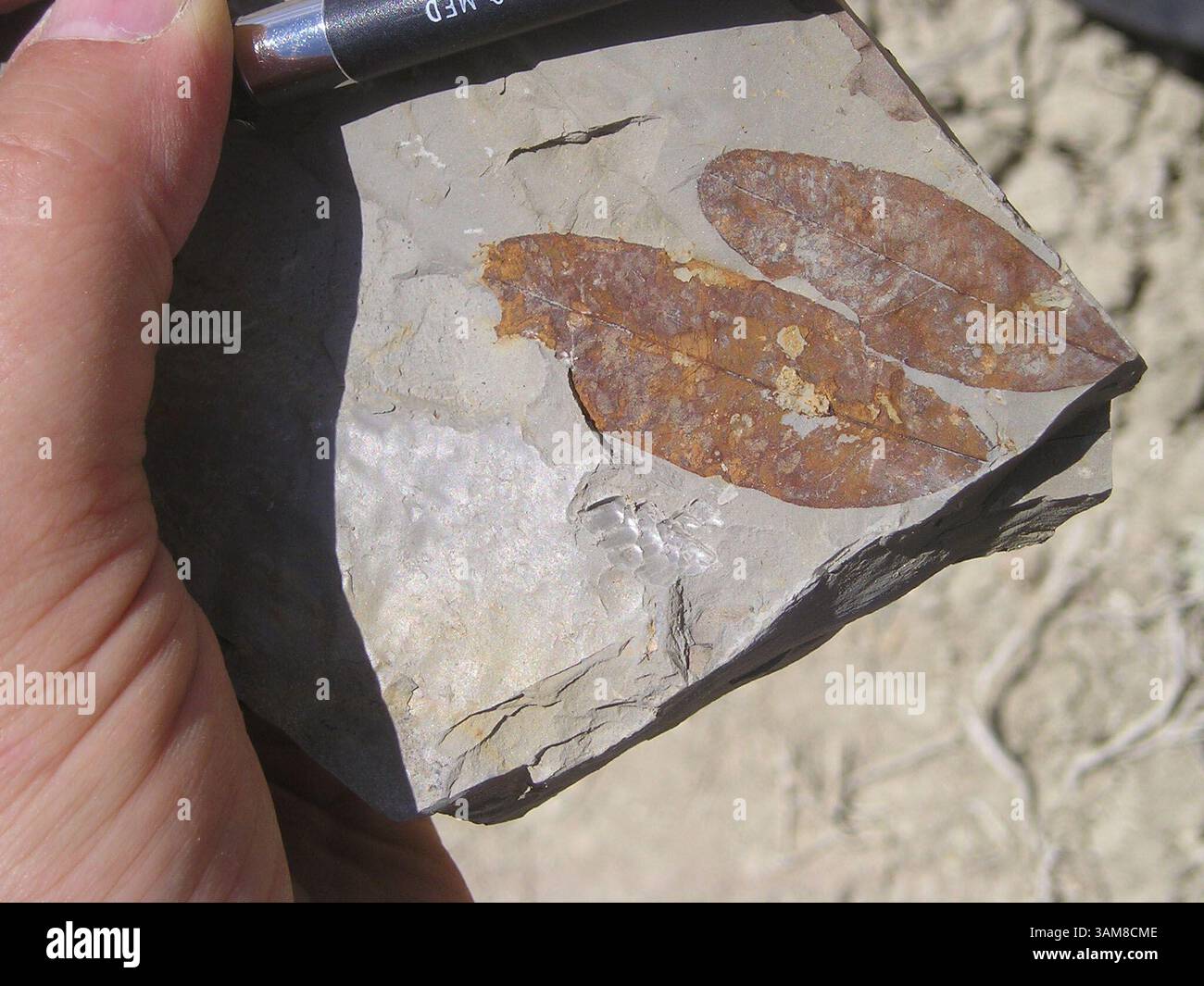 5. Juli 2006 – USA – diese zwei fossilen Blattstücke stammen von einer Art Bohnenpflanze, die vor 55 Millionen Jahren aus dem Breitengrad Louisianas nach Wyoming wanderte, um einer riesigen Hitzewelle zu entkommen, die die heutige globale Erwärmung im Schatten hält. (Scott Wing, Smithsonian Museum of Natural History. (Kreditbild: © Scott Wing/mct/ZUMAPRESS.com) Stockfoto