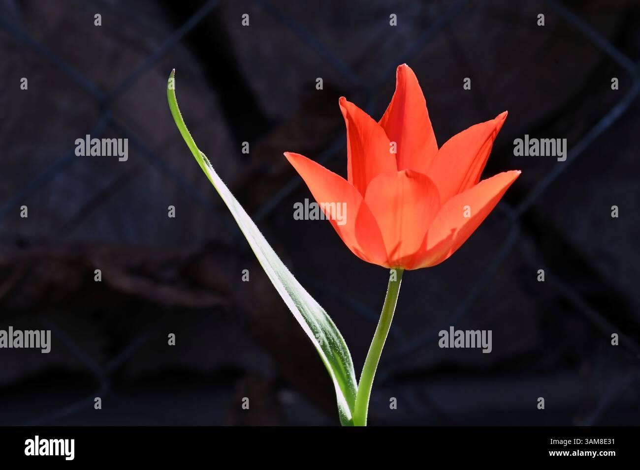 Nahaufnahme einer leuchtenden roten Tulpe (Tulipa praestans) mit grünem Blatt im Sonnenlicht vor dunklem Hintergrund Stockfoto