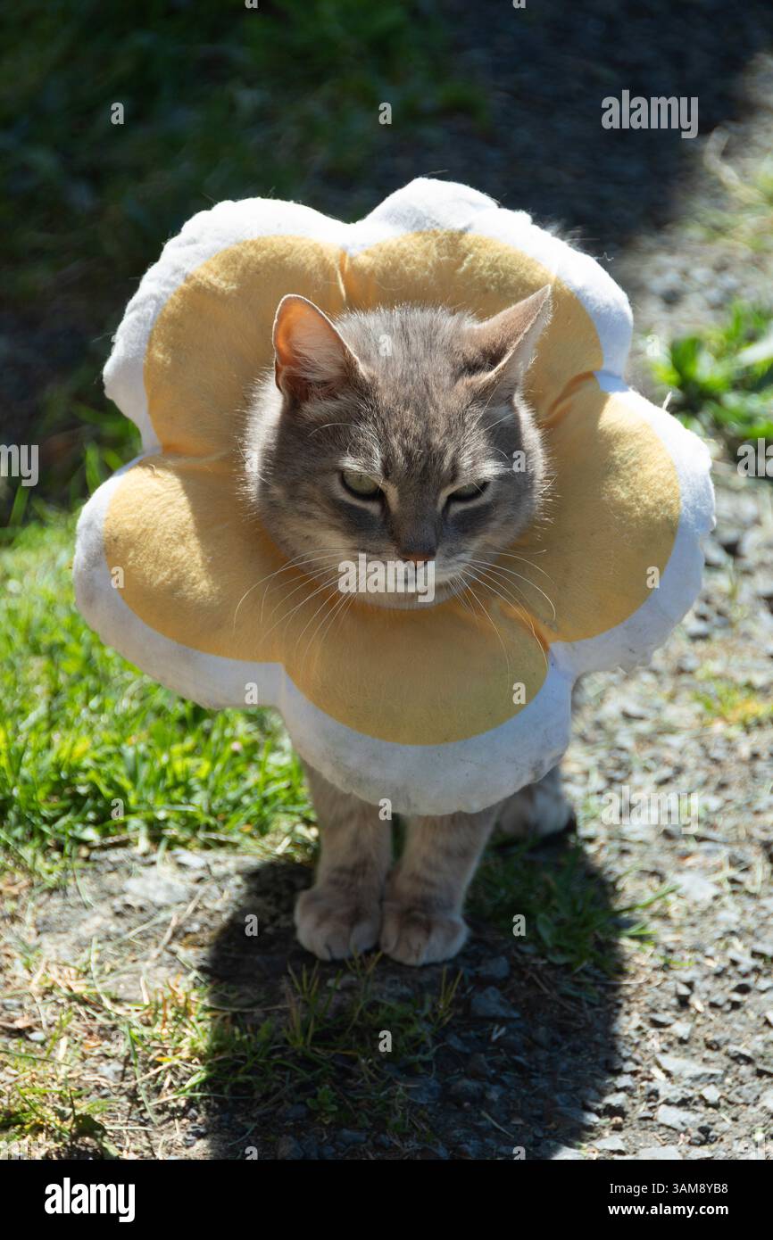 Eine graue Katze steht in einem Garten und trägt einen Blumenkragen, der ihre Wunden schützt. Stockfoto