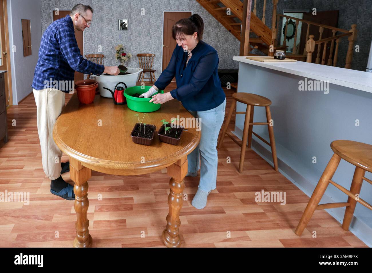 Der kaukasische Ehepartner pflanzt die Setzlinge vorsichtig mit einem kleinen grünen Messlöffel um, während der Ehepartner zu Hause in der Küche hilft, um im Frühling im Garten zu arbeiten. Stockfoto