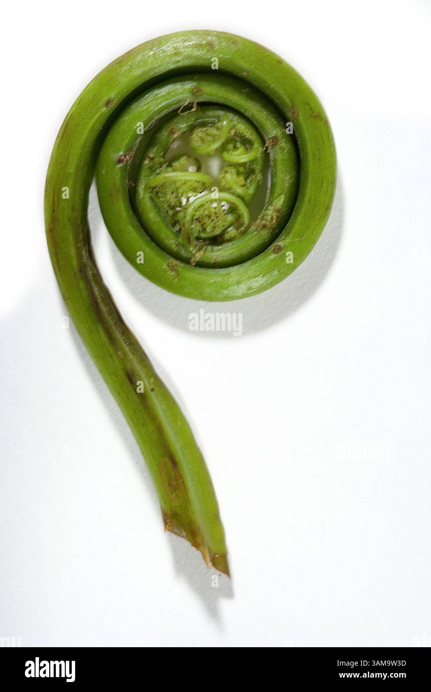 25. April 2007 – USA – Fiddleheads, eng gelockte Farnsprossen, sind eine gute Quelle für Vitamin A und C. (Bob Fila/Chicago Tribune/MCT) (Bild: © Bob Fila/mct/ZUMAPRESS.com) Stockfoto
