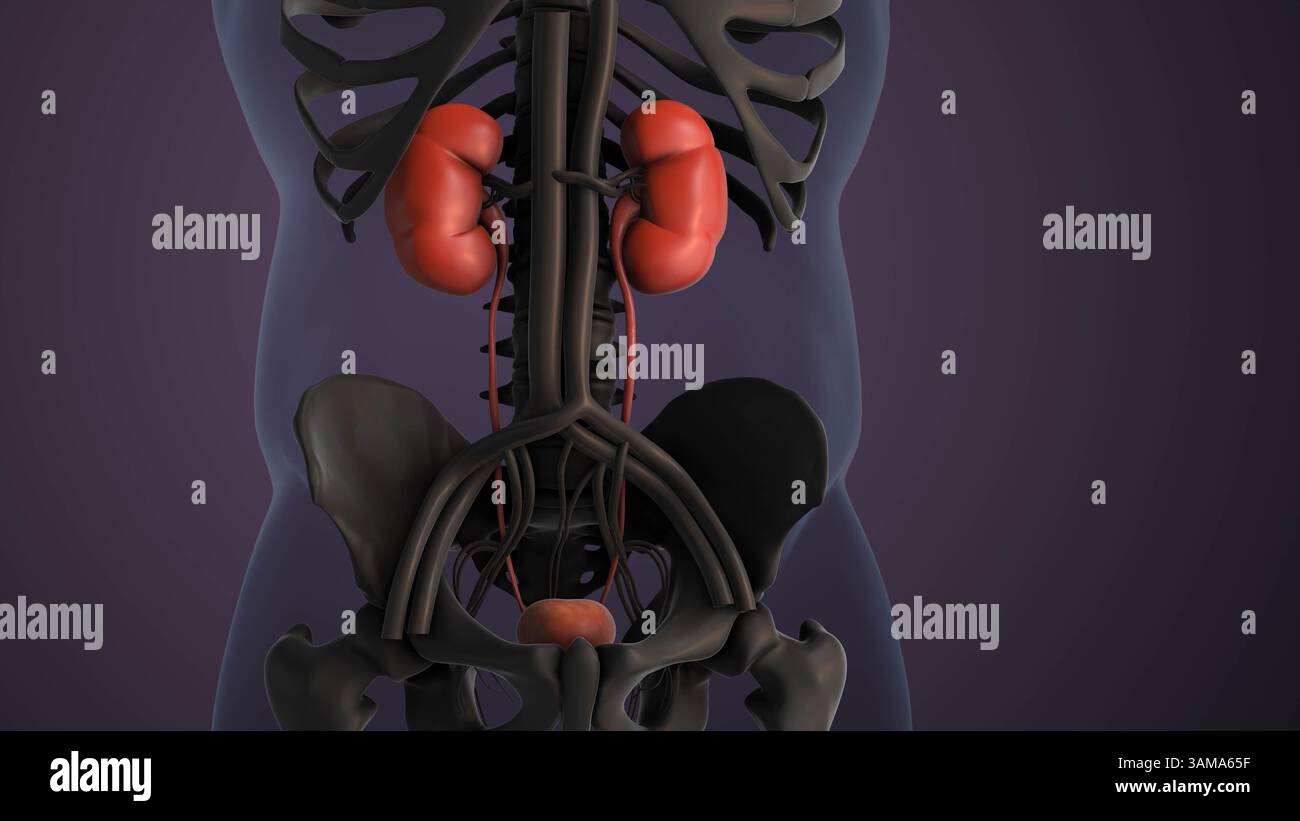 Nieren- und Blasenanatomie für das Harnsystem Stockfoto