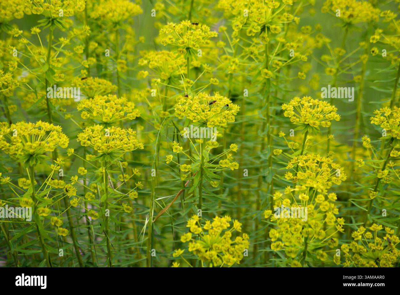 Zypressen spurgen gelbe Blüte Natur Stockfoto