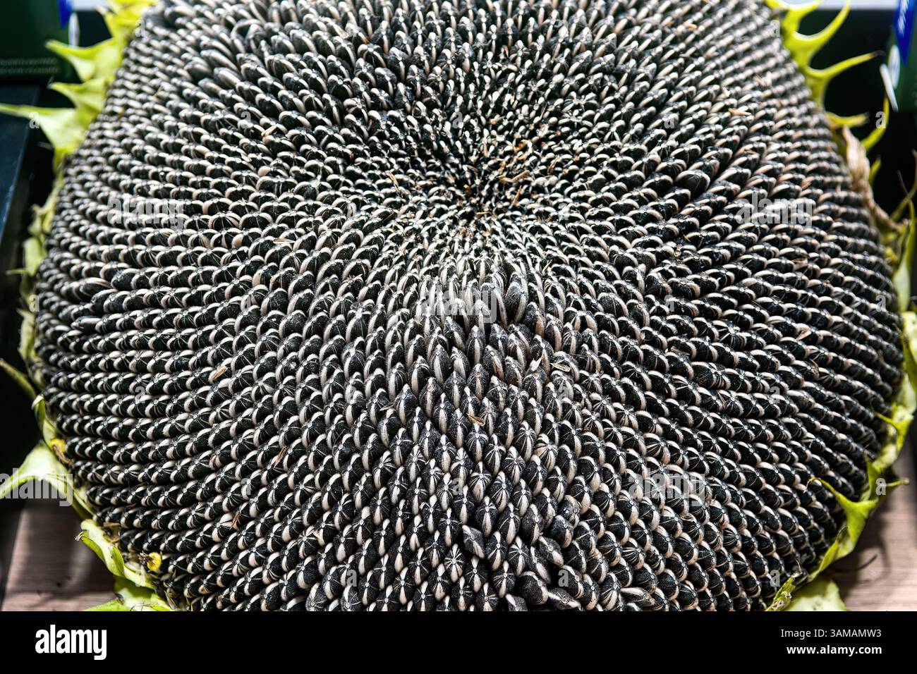 Sonnenblumenkopf mit Reifen Sonnenblumenkernen. Sonnenblumenkappe. Stockfoto