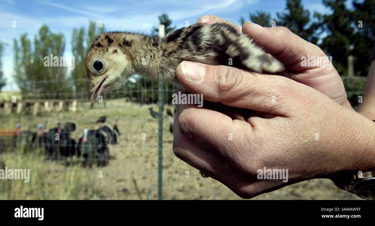26. Aug. 2007 - dieses Baby truthahn oder Küken wird als Poult bezeichnet. Erwachsene Hühner sind 8 bis 9 Pfund und die Toms etwa 13 Pfund. Im Gegensatz zu ihren werksgeschlüpften Vettern können sich diese Vögel auf natürliche Weise fortpflanzen. (Alan Berner/Seattle Times/MCT) (Bild: © Alan Berner/MCT/ZUMAPRESS.com) Stockfoto