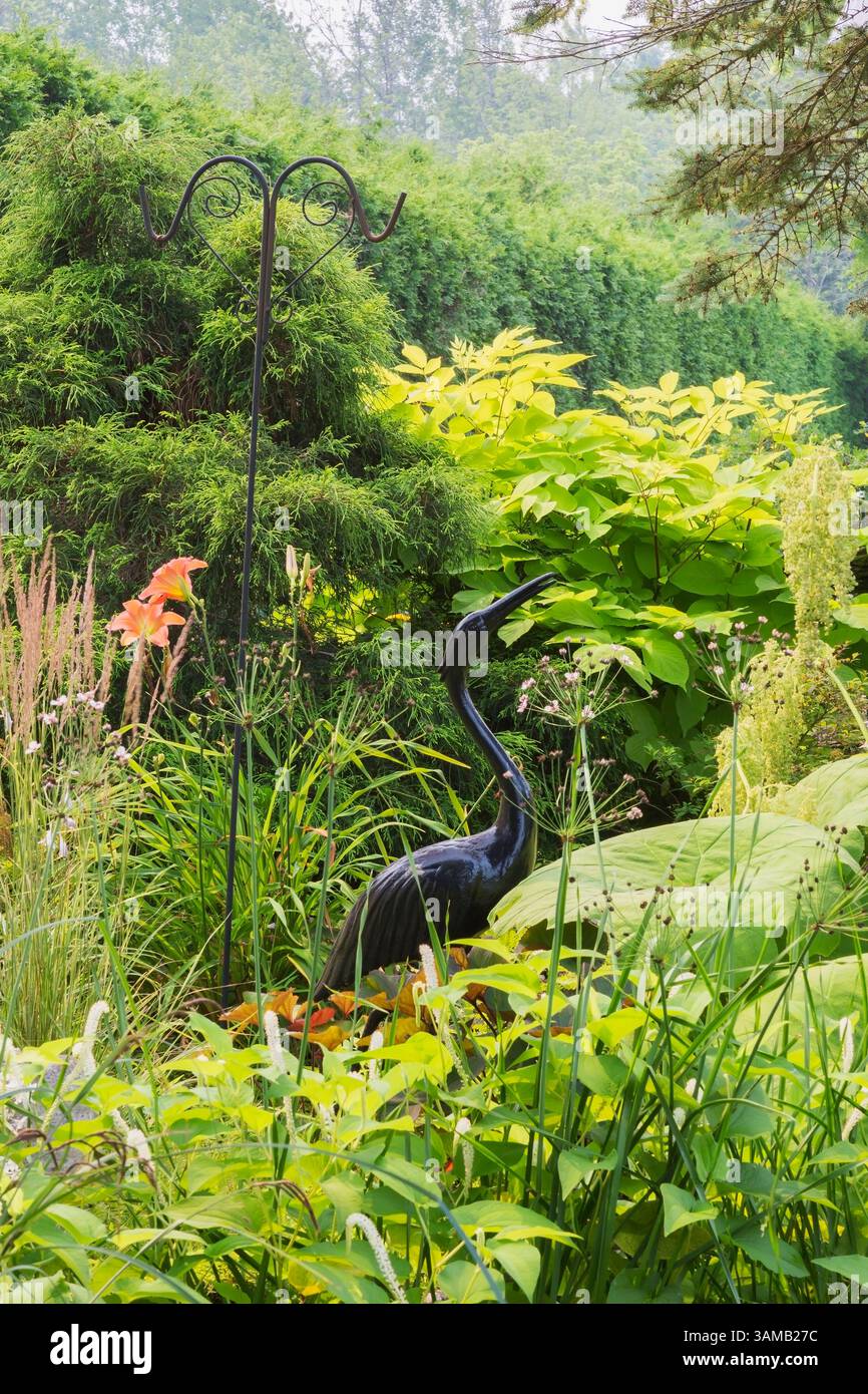 Ziergras, Chamaecyparis pisifera - Sawara False Cypress, Aralia Cordata 'Sonnenkönig' - Goldene japanische Spikenard, Astilboides tabularis usw. Stockfoto