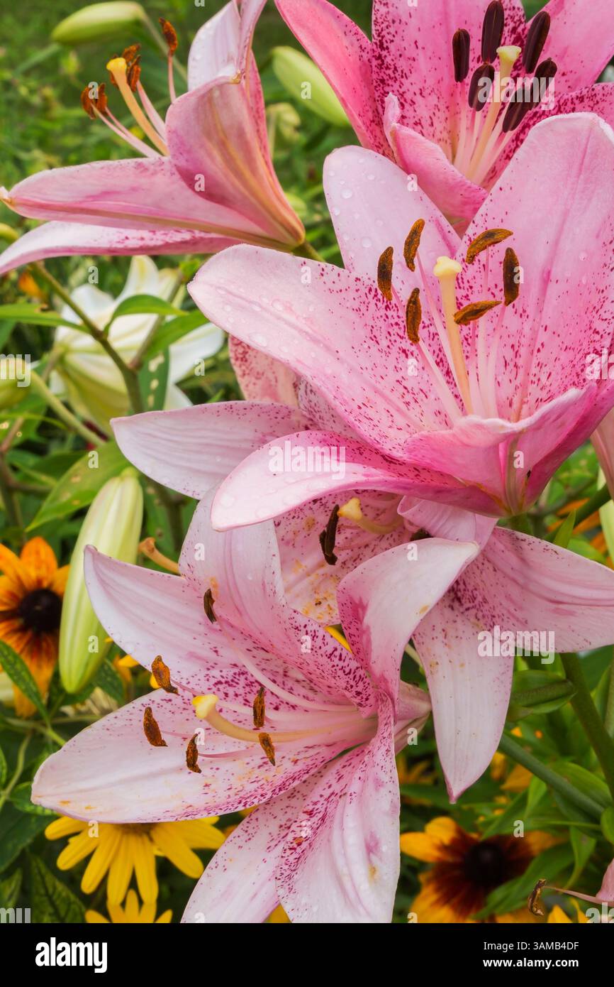 Lilium 'Dot com' - Lily im Sommer, Quebec, Kanada Stockfoto