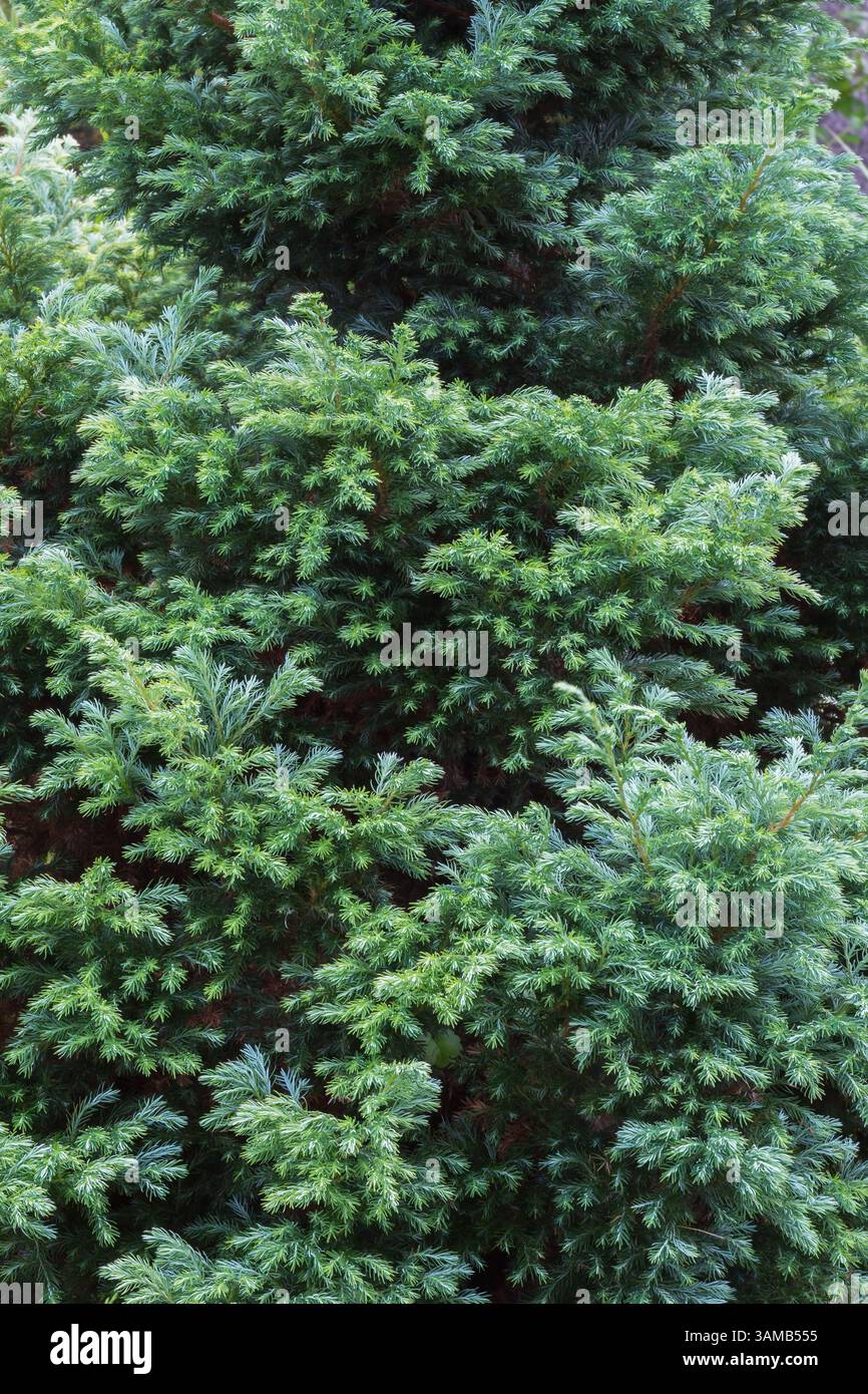 Picea pungens - Colorado Fichte im Sommer. Stockfoto