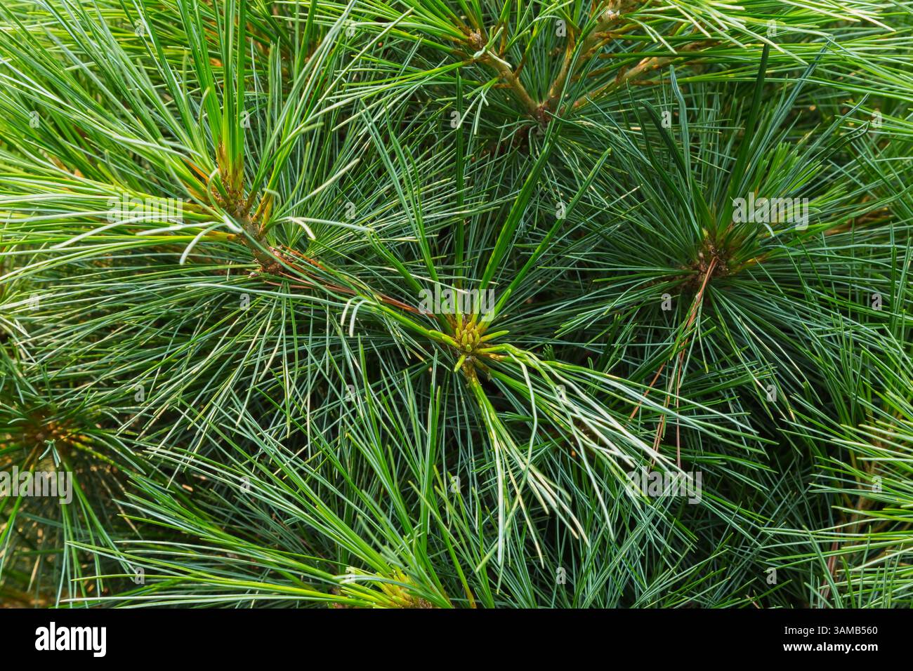 Nahaufnahme von Aralia Cordata „Sonnenkönig“ - Goldener japanischer Spikenard im Sommer. Stockfoto