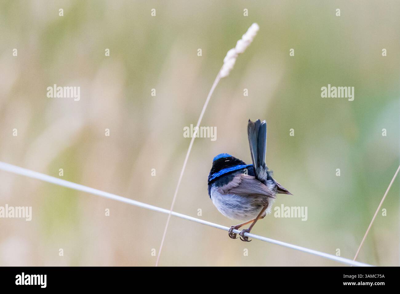Ein kleiner blauer Vogel thront auf einem dünnen Strand im Cape Otway Nationalpark und zeigt die einzigartige Tierwelt und die wunderschöne natürliche Umgebung der Region. Stockfoto
